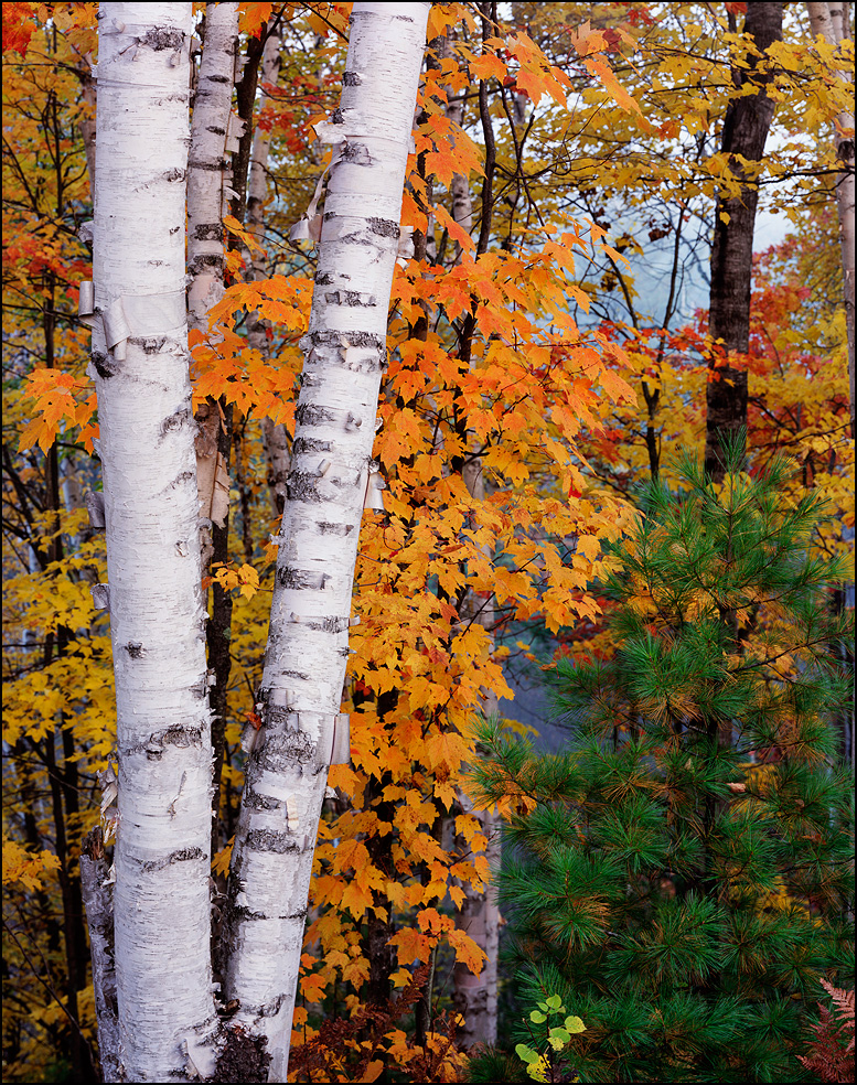 Birch, maple and pine trees in Fall, Hiawatha National Forest, Upper